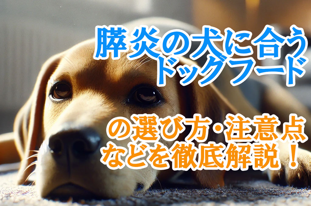 膵炎の犬に合うドッグフードの選び方・注意点などを徹底解説！
