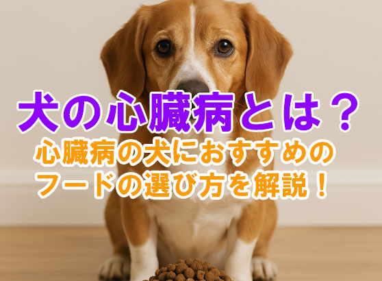 犬の心臓病とは？心臓病の犬におすすめのフードの選び方を解説！