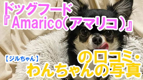【18-ジルちゃん】ドッグフード『Amarico（アマリコ）』の口コミ・わんちゃんの写真