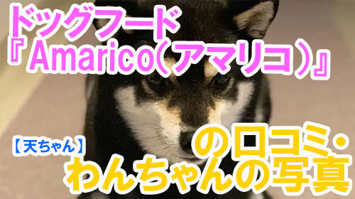 【19-天ちゃん】ドッグフード『Amarico（アマリコ）』の口コミ・わんちゃんの写真