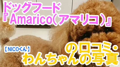 【21-NICOくん】ドッグフード『Amarico（アマリコ）』の口コミ・わんちゃんの写真