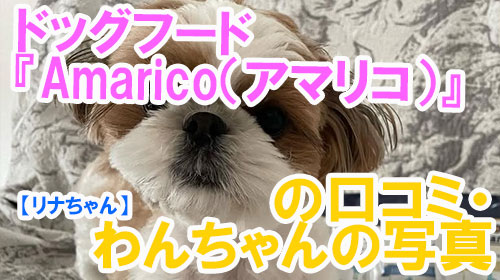 【22-リナちゃん】ドッグフード『Amarico（アマリコ）』の口コミ・わんちゃんの写真
