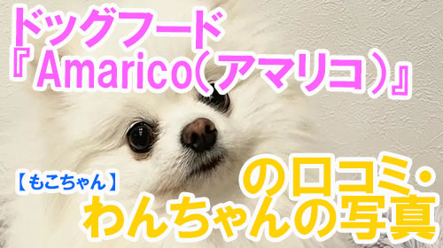 【23-もこちゃん】ドッグフード『Amarico（アマリコ）』の口コミ・わんちゃんの写真