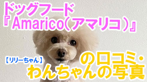 【24-リリーちゃん】ドッグフード『Amarico（アマリコ）』の口コミ・わんちゃんの写真