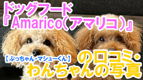 【26-ぷっちゃん・マシューくん】ドッグフード『Amarico（アマリコ）』の口コミ・わんちゃんの写真
