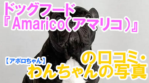 【30-アポロちゃん】ドッグフード『Amarico（アマリコ）』の口コミ・わんちゃんの写真