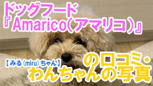【31-みる(miru)ちゃん】ドッグフード『Amarico（アマリコ）』の口コミ・わんちゃんの写真