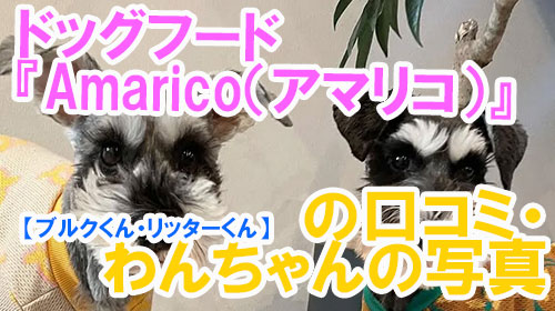 【32-ブルクくん・リッターくん】ドッグフード『Amarico（アマリコ）』の口コミ・わんちゃんの写真