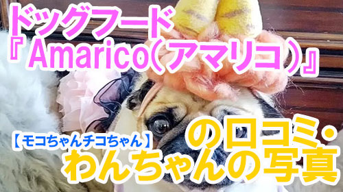 【35-あんずちゃん】ドッグフード『Amarico（アマリコ）』の口コミ・わんちゃんの写真