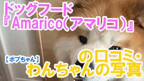 【36-ボブちゃん】ドッグフード『Amarico（アマリコ）』の口コミ・わんちゃんの写真