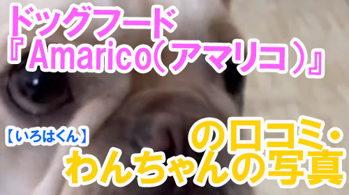【38-いろはくん】ドッグフード『Amarico（アマリコ）』の口コミ・わんちゃんの写真