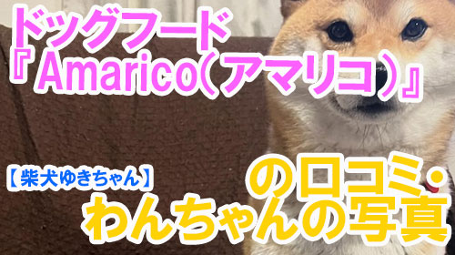 【40-柴犬ゆきちゃん】ドッグフード『Amarico（アマリコ）』の口コミ・わんちゃんの写真