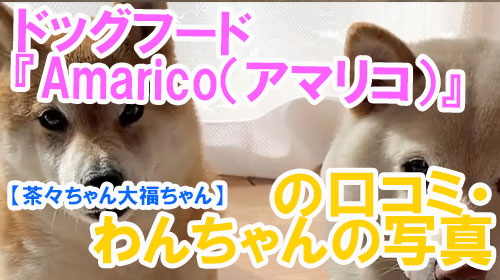 【42-茶々ちゃん大福ちゃん】ドッグフード『Amarico（アマリコ）』の口コミ・わんちゃんの写真