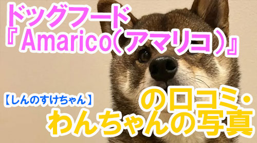【43-しんのすけちゃん】ドッグフード『Amarico（アマリコ）』の口コミ・わんちゃんの写真