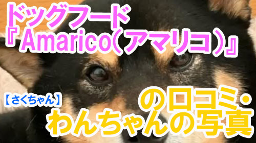 【44-さくちゃん】ドッグフード『Amarico（アマリコ）』の口コミ・わんちゃんの写真