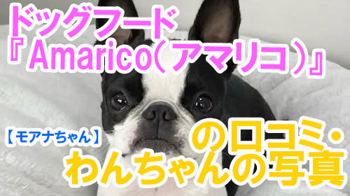 【45-モアナちゃん】ドッグフード『Amarico（アマリコ）』の口コミ・わんちゃんの写真