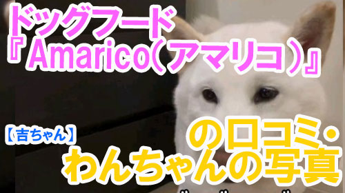【46-吉ちゃん】ドッグフード『Amarico（アマリコ）』の口コミ・わんちゃんの写真・動画