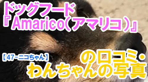 【47-ニコちゃん】ドッグフード『Amarico（アマリコ）』の口コミ・わんちゃんの写真